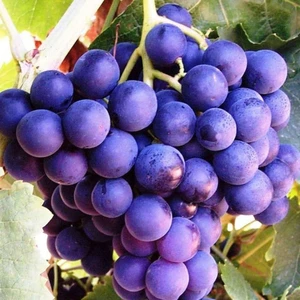 Tohum Bul Tüplü Iri Salkımlı Nevşehir Dimrit Üzüm Fidanı