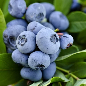 Tohum Bul Tüplü Blue Gold Yaban Mersini Likapa Fidanı