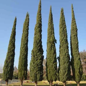 Tohum Bul Tüplü Kara Servi Fidanı (60-100CM)
