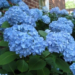 Tohum Bul Mavi Ortanca Çiçeği Fidanı