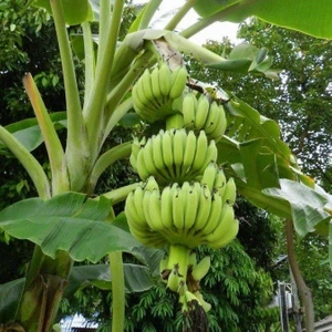 Tohum Bul Tüplü Bol Verimli Azman Soğuğa Dayanıklı Muz Fidanı