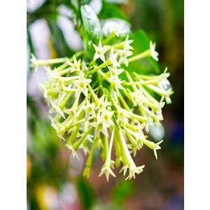 Mert Tarım Cestrum Nocturn Kolonya Çiçeği Gece Yasemini Melisa Fidanı  30-50 cm