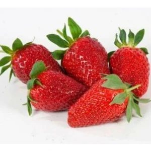 Net Tarım 15 Adet Camarosa Açık Köklü Taze Frigo Yediveren Çilek Fidanı Fidesi