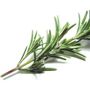 Tohum Bul Biberiye Tohumu(20 Tohum)