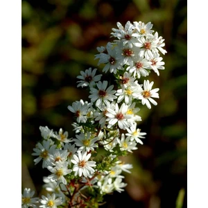 Tohum Bul Beyaz Renkli Kuğu Aster Çiçeği TOHUMU(100 Tohum)