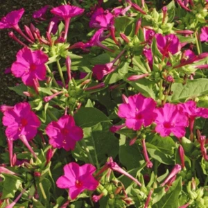 Tohum Bul Rose Love Akşam Sefası Çiçeği Tohumu(20 Tohum)