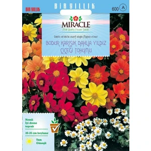 Tohum Bul Miracle Karışık Renkli Bodur Mignon Dahlia Çiçeği Tohumu (80 Tohum)