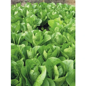 Tohum Bul Paris Island Marul Tohumu(1 Gram)