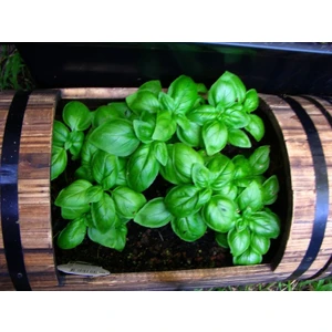 Tohum Bul Saksılık Tatlı Fesleğen TOHUMU(100 Tohum)