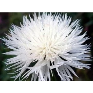 Tohum Bul Uzun Boylu Beyaz Peygamber Çiçeği Tohumu(50 Tohum)