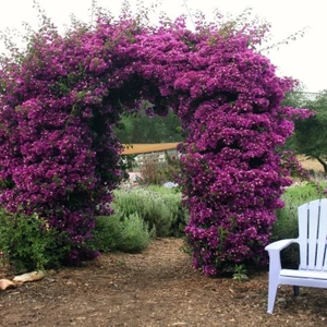 Tohum Bul Mor Begonvil Tohumu (5 Tohum)