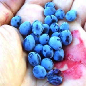 Tohum Bul Doğak Karamuk Karamık Ağacı Meyvesi Tohumu (5 Tohum)