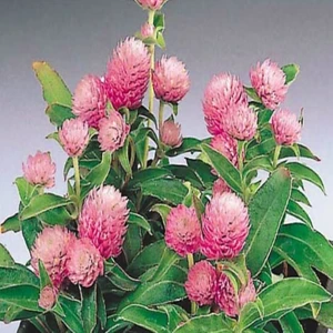 Tohum Bul Gomphrena Globosa Pembe Medine Çiçeği Tohumu(50 Tohum)