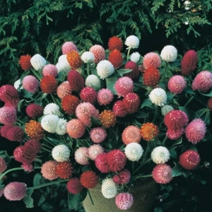 Tohum Bul Gomphrena Globosa Mixed Medine Çiçeği Tohumu (50 Tohum)