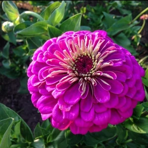 Tohum Bul Dahlia Çiçekli Violet Quen Zinya Çiçeği Tohumu(40 Tohum)