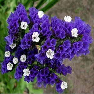 Tohum Bul Limonium Sinuatum Deep Blue Deniz Lavantası Tohumu(30 Tohum)