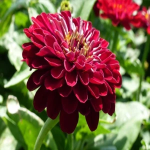 Tohum Bul Super Yoga Elegans Dark Red Zinya Çiçeği Tohumu(40 Tohum)