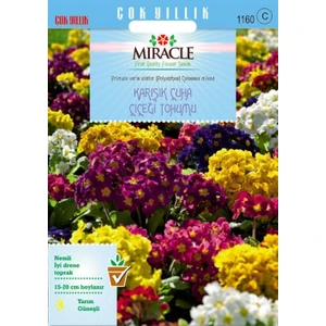 Tohum Bul Miracle Karışık Renkli Onbir Ay Çuha Çiçeği Tohumu (50TOHUM)