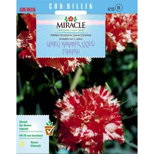Tohum Bul Miracle Avranchin Lekeli Karanfil Çiçeği Tohumu (190 Tohum)