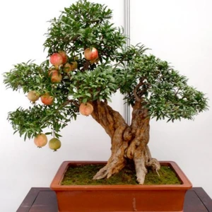 Tohum Bul Bonsai Için Uygun Süs Narı Tohumu (5 Adet)