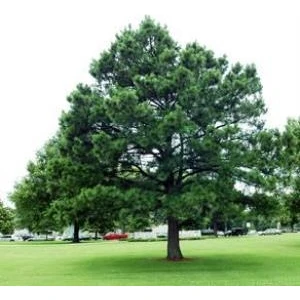 Tohum Bul Doğal Karaçam Tohumu (50 Tohum)