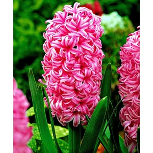 Tohum Bul Pearl Pembe Renkli Sümbül Soğanı (3 Adet)