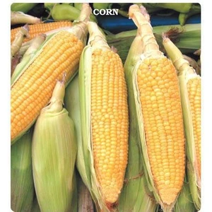 Tohum Bul Haşlamalık Mısır Tohumu (25 Gram)