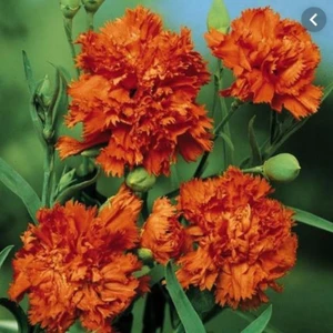 Tohum Bul Chabaud Orange Karanfil Çiçeği Tohumu(70 Adet)
