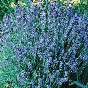 Tohum Bul Lady Lavanta Çiçeği Tohumu(20 Tohum)