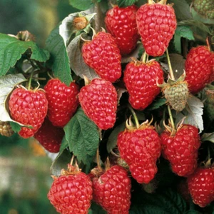 Tohum Bul Doğal Pembe Ahududu Tohumu (20 Tohum)