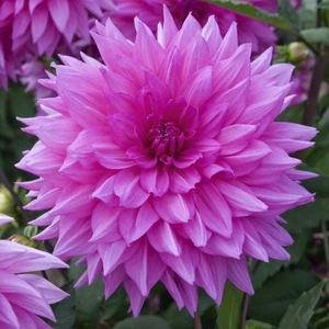 Tohum Bul Dev Çiçekli Minouche Dahlia Yıldız Çiçeği Yumrusu (1 Adet )