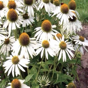 Tohum Bul Doğal White Swan Beyaz Ekinezya Çiçeği Tohumu (40 Tohum)