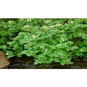 Tohum Bul Doğal Su Teresi Tohumu (50 Tohum)