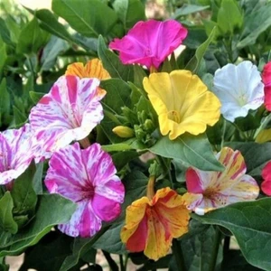 Tohum Bul Bicolor Mixed Akşam Sefası Çiçeği Tohumu(20 Tohum)