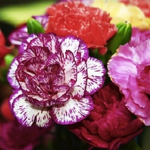 Tohum Bul Dianthus Heddewigii Gaiety Katmerli Iri Karanfil Çiçeği TOHUMU(100 Adet)