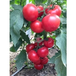 Tohum Bul Medar F1 Salkım Domates Tohumu (20 Tohum)
