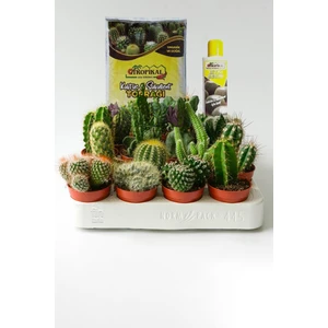 12 Adet Farklı Kaktüs + 225 ml Kaktüs Besini ve 2,5 Litre Toprak