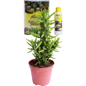 Büyük Boy Opuntia Subulata Kaktüs + 225 ml Kaktüs Besini ve 2,5 Litre Toprak