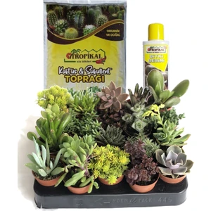10 Adet Sukulent + 225 ml Sukulent Besini ve 2,5 Litre Toprak