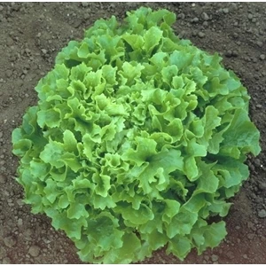 Tohum Bul Süper Iri Kıvırcık Marul Tohumu (1200 Tohum)