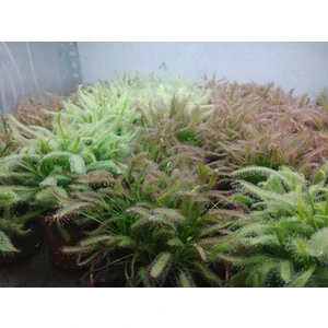 Etobur Bitkim Canlı Saksıda Dikili Drosera Capensis Güneş Gülü Sinek Kapan Bitkisi Ikili Set