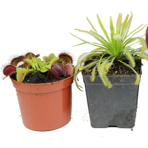Etobur Bitkim Sinek Kapan ve Drosera Tohum Kiti