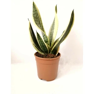 Sanseveria Paşa Kılıcı