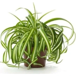 Kurdele Çiçeği Chlorophytum Comosum