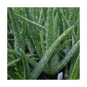 Toru Bahçe Aloevera Bitkisi 20 cm Doğal Krem Şifalı Bitki Sarısabır