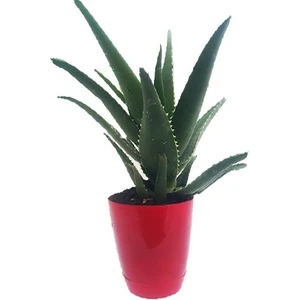Toru Bahçe Aloevera Bitkisi Dikenli 10-30 cm Salon ve Balkon Çiçeği