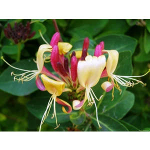 Kırmızı Hanımeli Çiçeği Fidanı Saksılı 80CM 120 cm