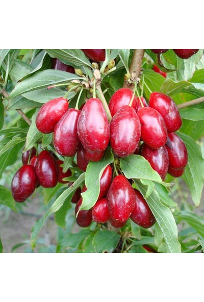 Tohum Bul Tüplü Iri Meyveli Dark Kırmızı Kızılcık Fidanı (10 Adet)