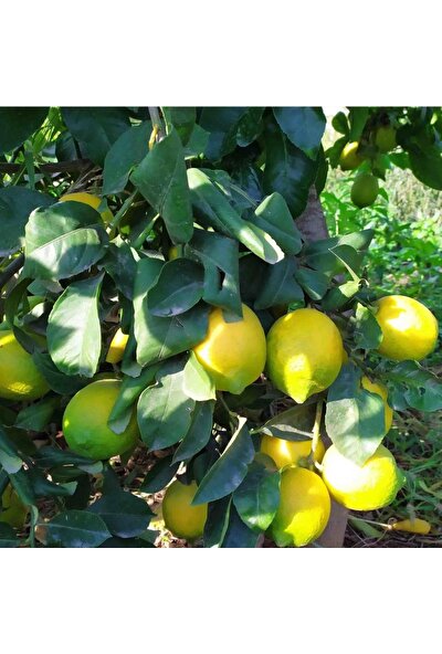 Tohum Bul Nadir Bulunan Iri Meyveli Uzun Zagara Bianca Limon Fidanı