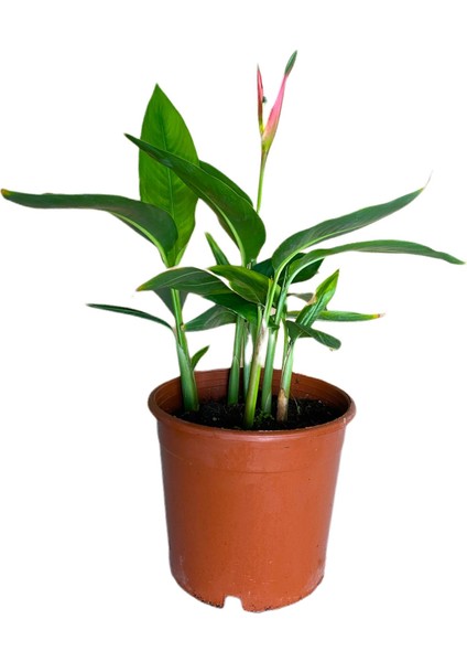 Cennet Kuşu Çiçeği Turna Gagası Starlice Fidani Strelitzia Regina 30-40 cm
